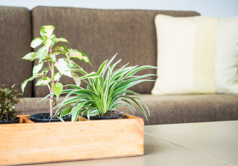 5 Jenis Tanaman Indoor yang Cocok untuk Ruangan Lembap