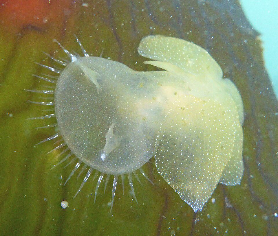 4 Fakta Melibe leonina, Nudibranch yang Tinggal di Hutan Rumput Laut