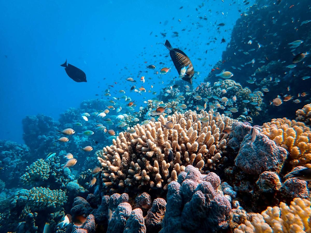 Bagaimana Terumbu Karang Terbentuk dan Menjadi Rumah Ajaib Bagi Ikan?