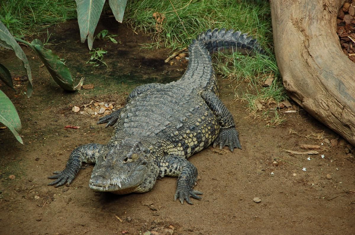 5 Fakta Buaya Morelet, Nyaris Punah karena Diburu Kulitnya