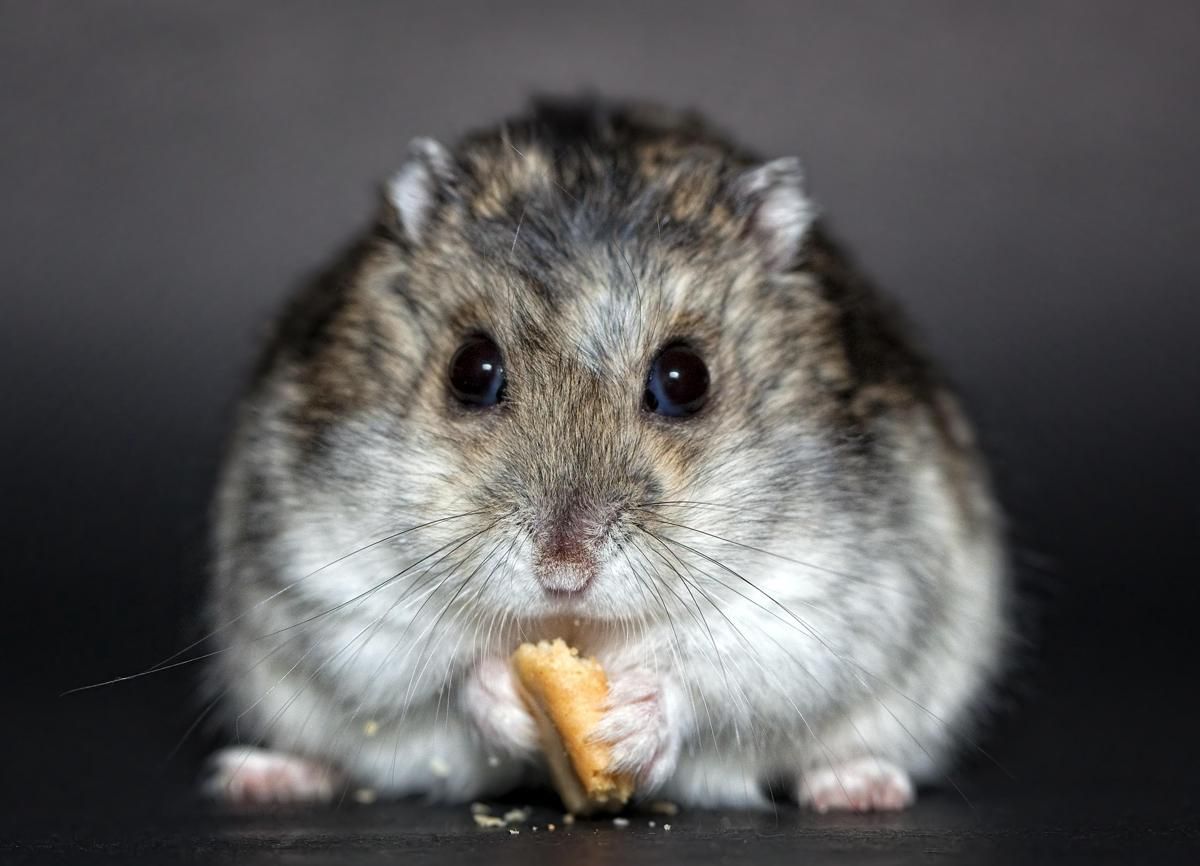5 Fakta Unik Hamster Campbell yang Jarang Diketahui, Imut tapi Gesit!