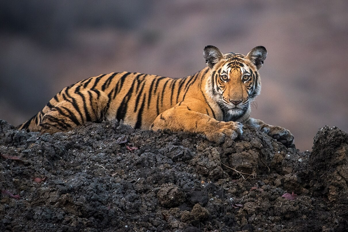 5 Kebiasaan Harimau yang Mirip Kucing Rumah, Ternyata Gak Jauh Beda!