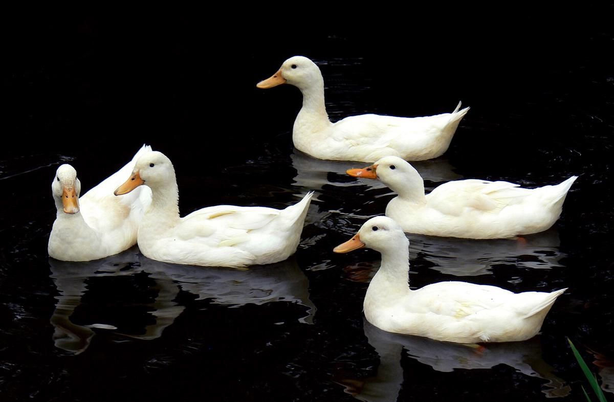 5 Jenis Bebek yang Produknya Bernilai Tinggi di Pasar Dunia!