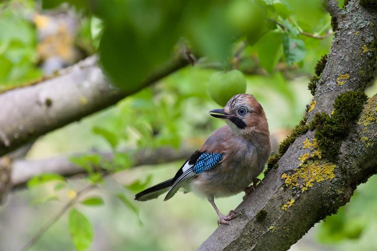 5 Fakta Unik Eurasian Jay, Burung Pintar Penjaga Hutan