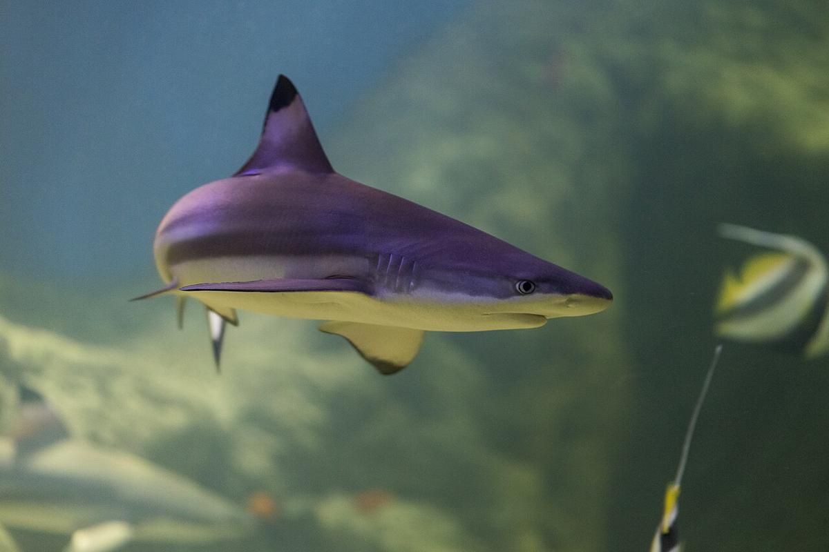 5 Strategi Berburu Ikan, Tak Kalah Cerdik dari Hewan Lain!