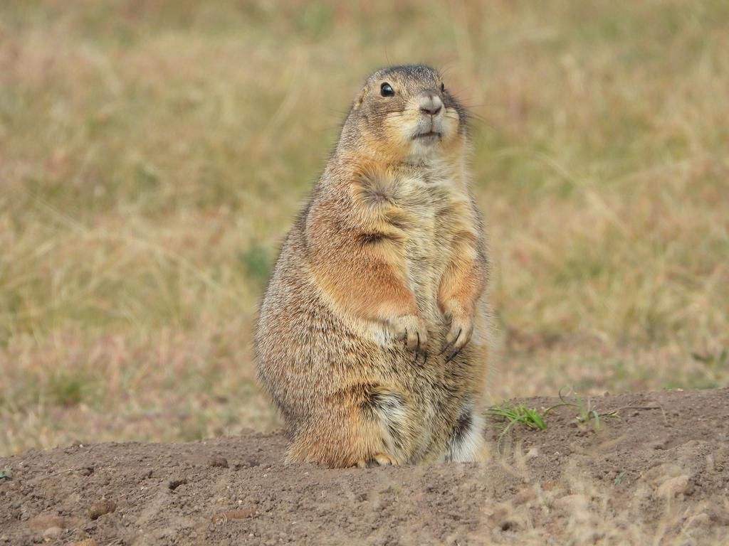 5 Fakta Unik Mexican Prairie Dog, Punya Otot Lengan yang Kuat!