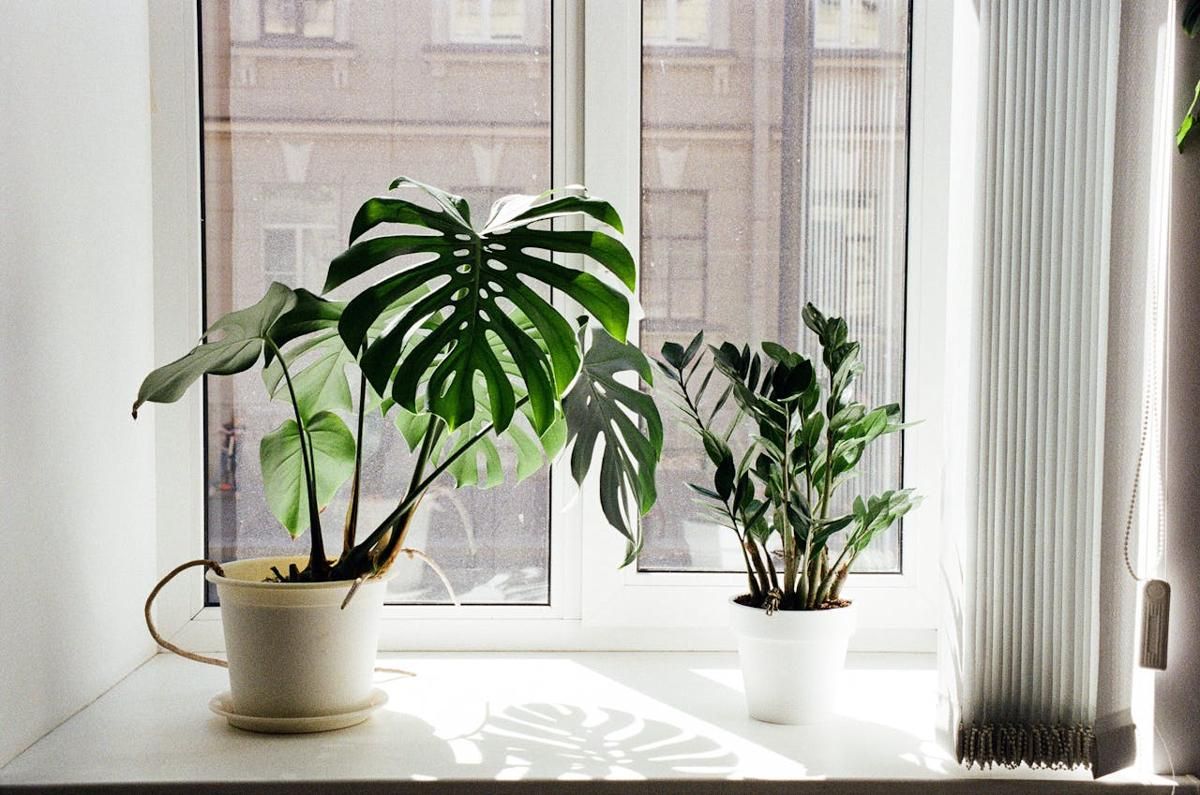 5 Tanaman Outdoor yang Aman Masuk Rumah, Bisa Tetap Subur!