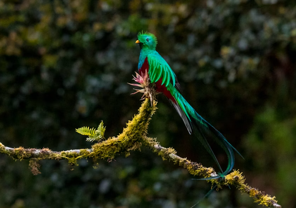 5 Fakta Menarik Burung Resplendent Quetzal yang menjadi Ikon Maya Kuno