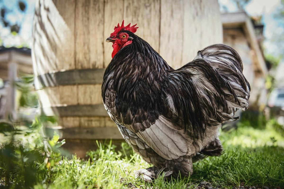 Kenapa Ayam Tidak Bisa Terbang Meski Punya Sayap? 