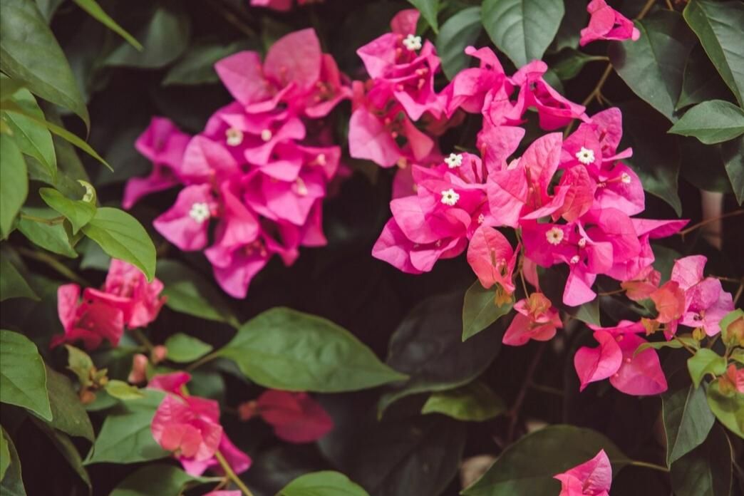 5 Tanaman Cantik Ini Bisa Kamu Tanam di Balkon Tanpa Takut Layu