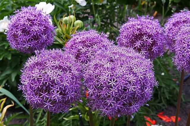 8 Fakta Menarik Allium, Menyimpan Rahasia Keindahan yang Jarang Diketahui