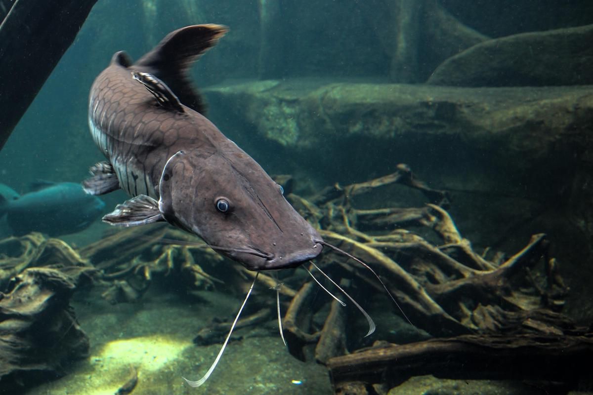 5 Fakta Ilmiah Kumis Ikan Lele, Bukan Sekadar Hiasan Biasa!