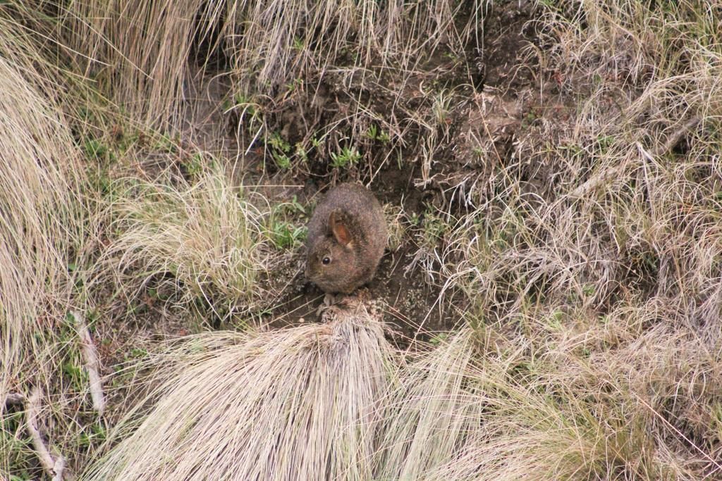 5 Fakta Volcano Rabbit, Manfaatkan Suara untuk Komunikasi Aktif!