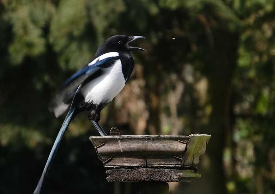 5 Fakta Menarik Burung Magpie, Simbol Keberuntungan di Asia