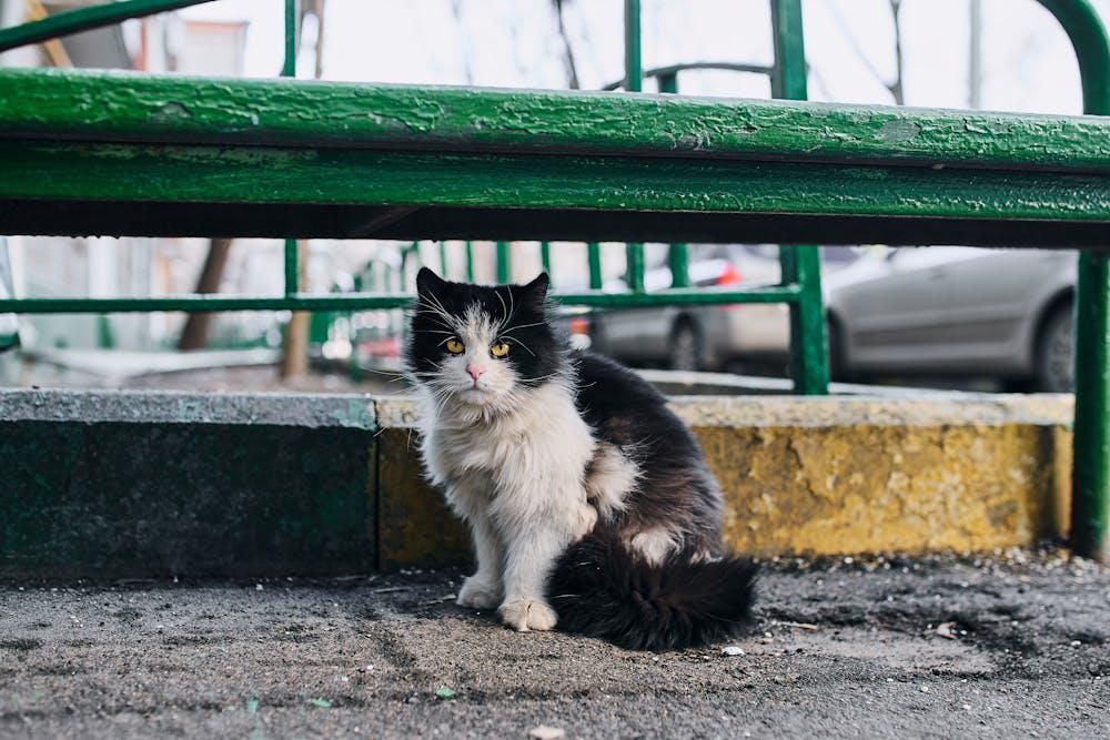 5 Cara Mencari Kucing Hilang Supaya Cepat Ketemu 