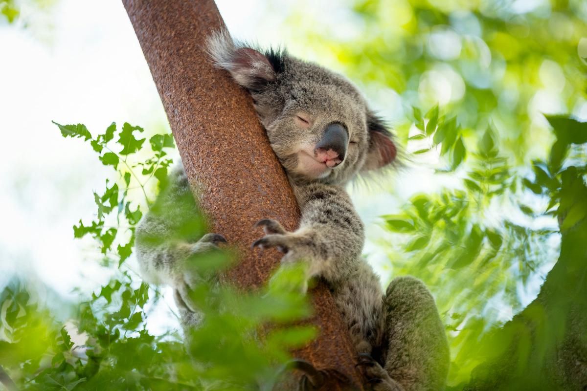 5 Fakta Ilmiah Mengapa Koala Bisa Tidur Seharian, Bukan Karena Malas!