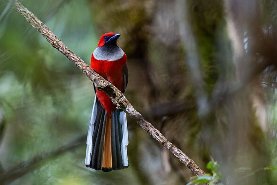 5 Fakta Menarik Burung Trogon, Penghuni Eksotis Hutan Tropis