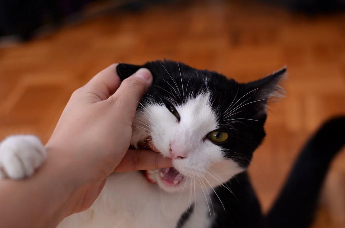 Apakah Gigitan Kucing Berbahaya? Ini Fakta Penjelasannya