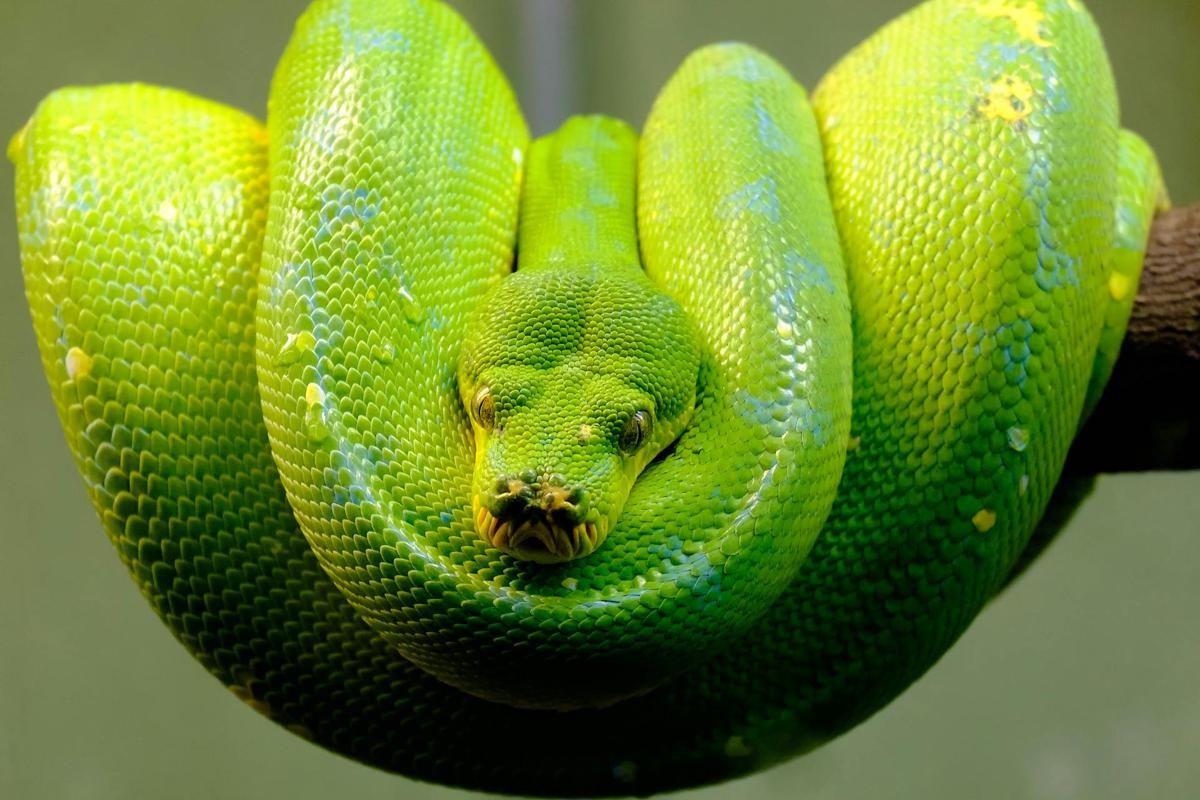 7 Jenis Reptil yang Hanya Ada di Indonesia, Gak Ada di Negara Lain