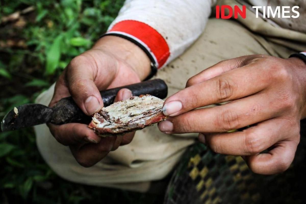 Guru Besar IPB Nilai Hilirisasi Kemenyan Belum Tentu Potensial