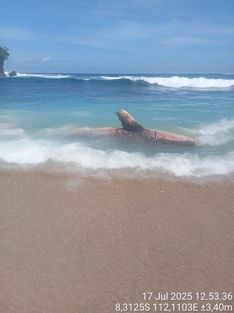 Hiu Tutul Terdampar di Blitar, Dikubur di Tepi Pantai 