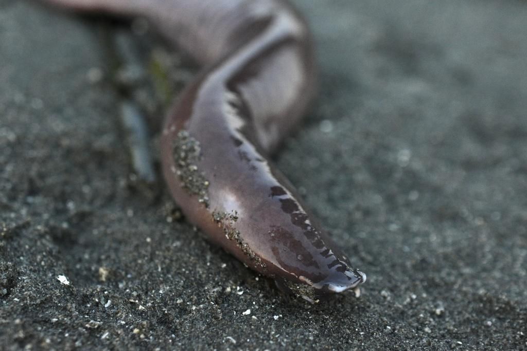 5 Fakta Menarik Hagfish Pasifik, Tak Punya Rahang dan Mirip dengan Belut