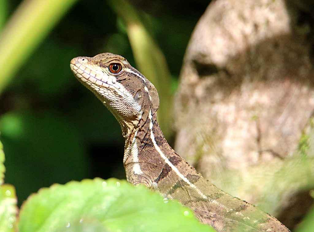 9 Reptil Aneh yang Punya Kemampuan Ajaib, Bikin Dunia Takjub!