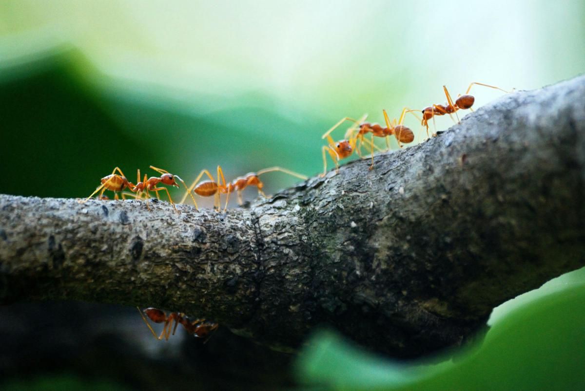 7 Fakta Unik tentang Serangga yang Jarang Diketahui, Bikin Tercengang!