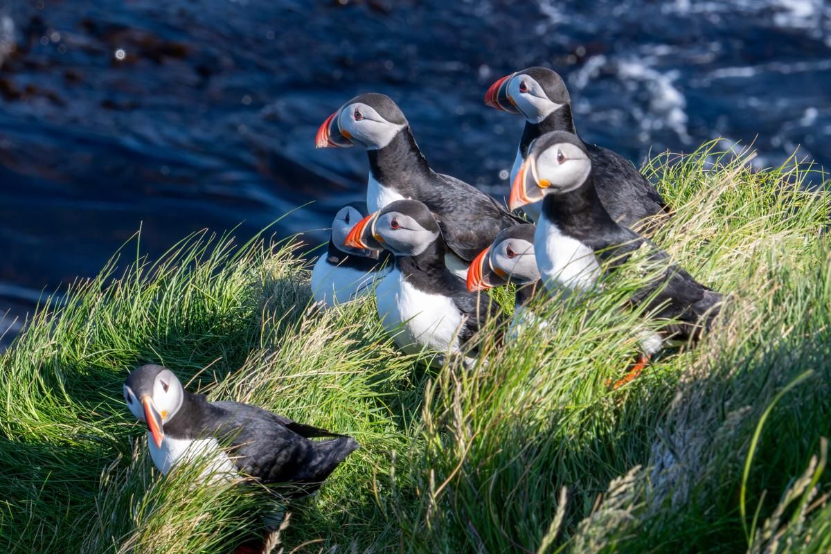 7 Fakta Unik Puffin, Burung Laut yang Menggemaskan dan Berparuh Cerah