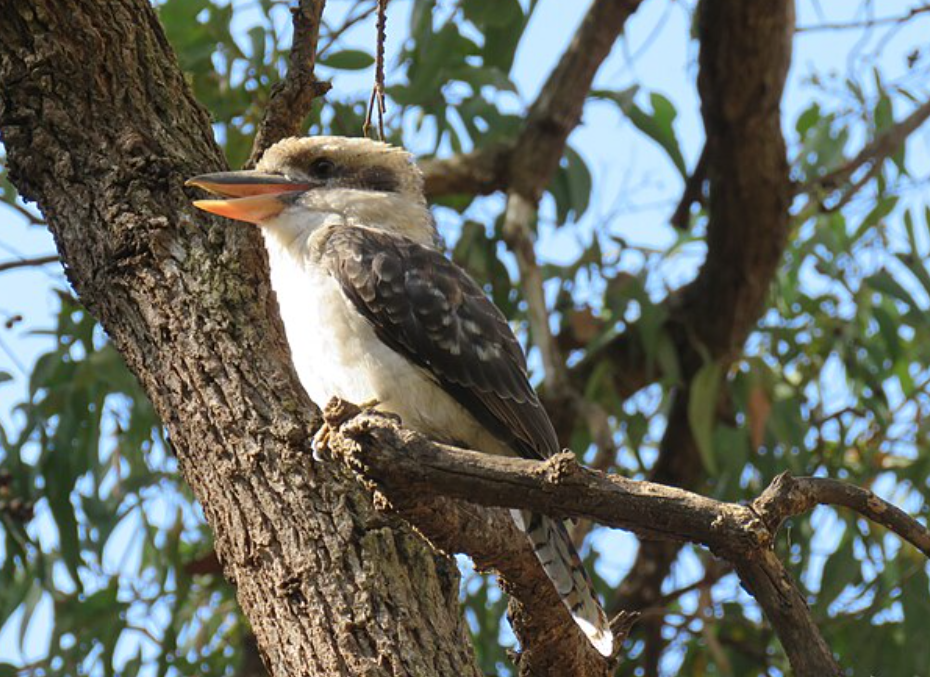 5 Fakta Menarik Burung Kookaburra, Burung Tertawa dari Australia