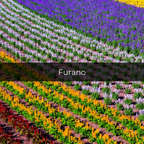 Potret Farm Tomita di Furano, Jepang (unsplash.com/anphotos)