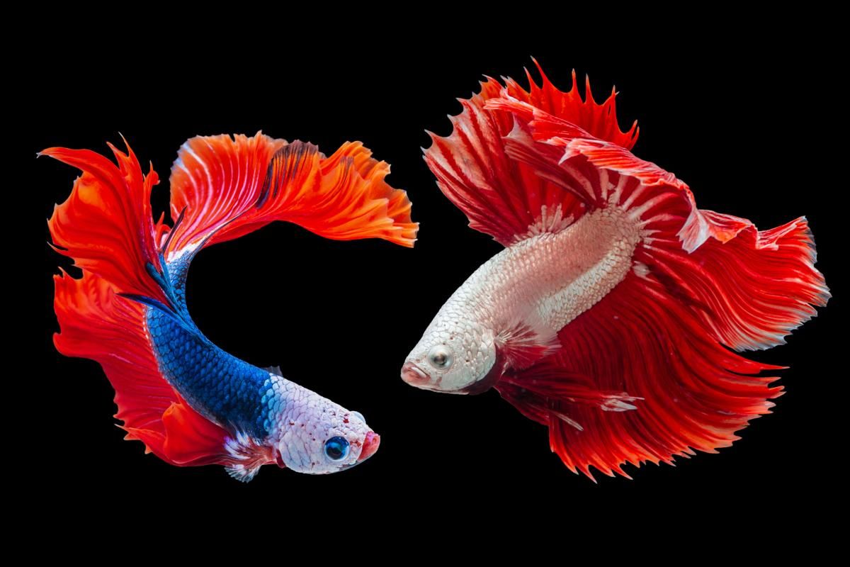 Kenapa Ikan Cupang Diam? Ini 5 Alasannya