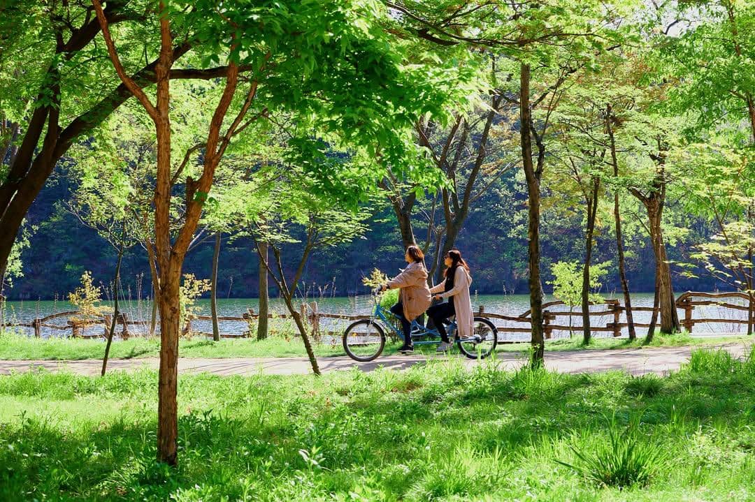 Potret wisatawan bersepeda di Nami Island, Korea Selatan (instagram.com/namiisland_naminara)
