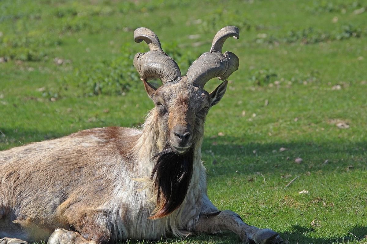 7 Fakta Markhor, Kambing Tanduk Sekrup dari Pegunungan Asia Selatan