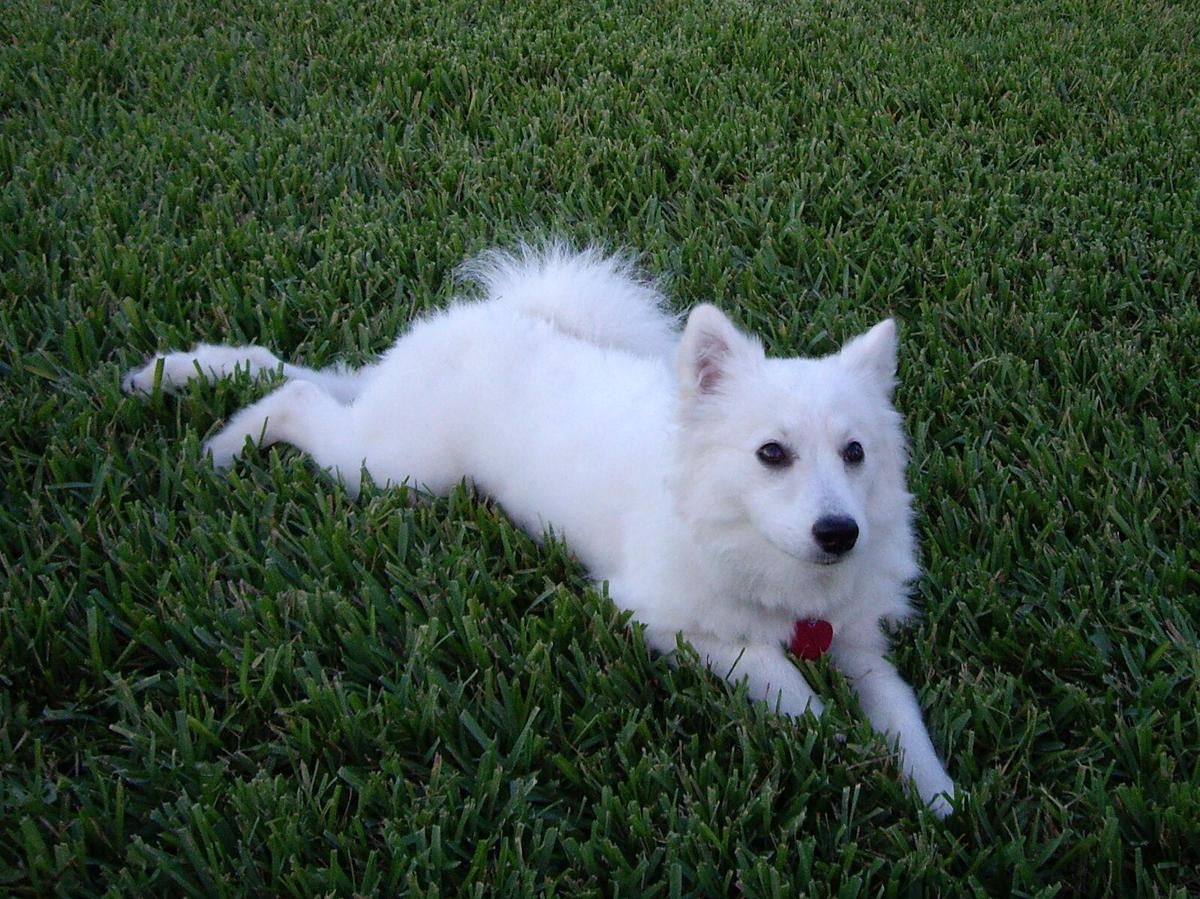 5 Fakta Unik American Eskimo Dog, Bulunya Seputih Salju!