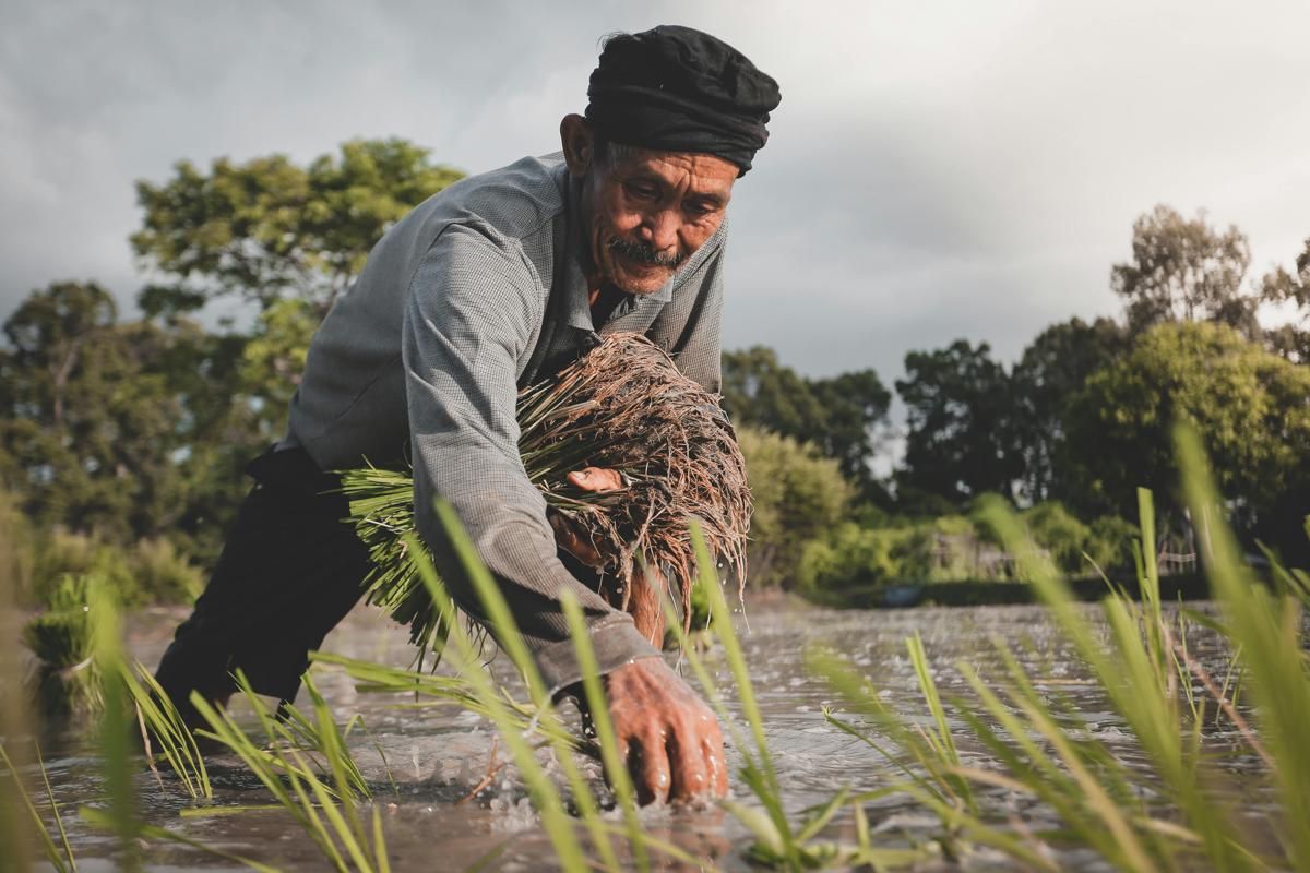 Tantangan Petani: Wujudkan Swasembada Pangan di Tengah Beras Oplosan