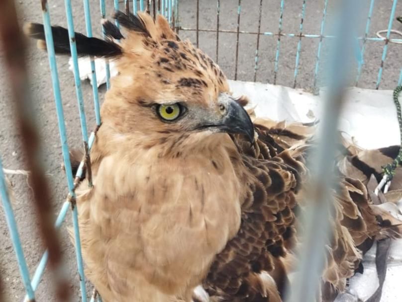 Pemuda Brebes Ditangkap Gegara Rajin Live TikTok Jualan Elang
