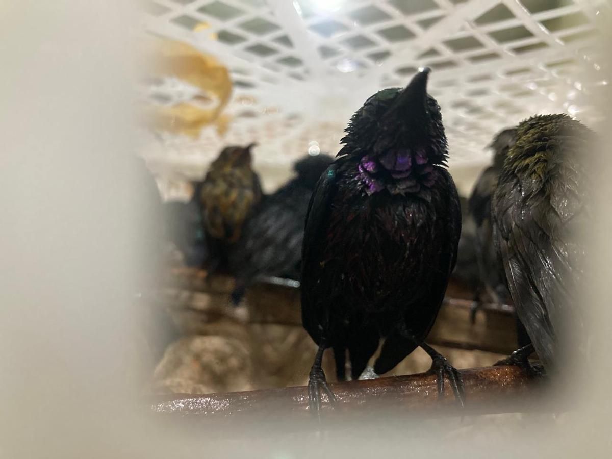 600 Burung Berkicau Ditemukan tanpa Dokumen, Dikirim Pakai Kapal Sapi