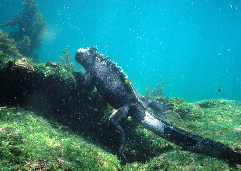 5 Fakta Unik Iguana Laut Galapagos, Reptil yang Bisa Menyelam Lama