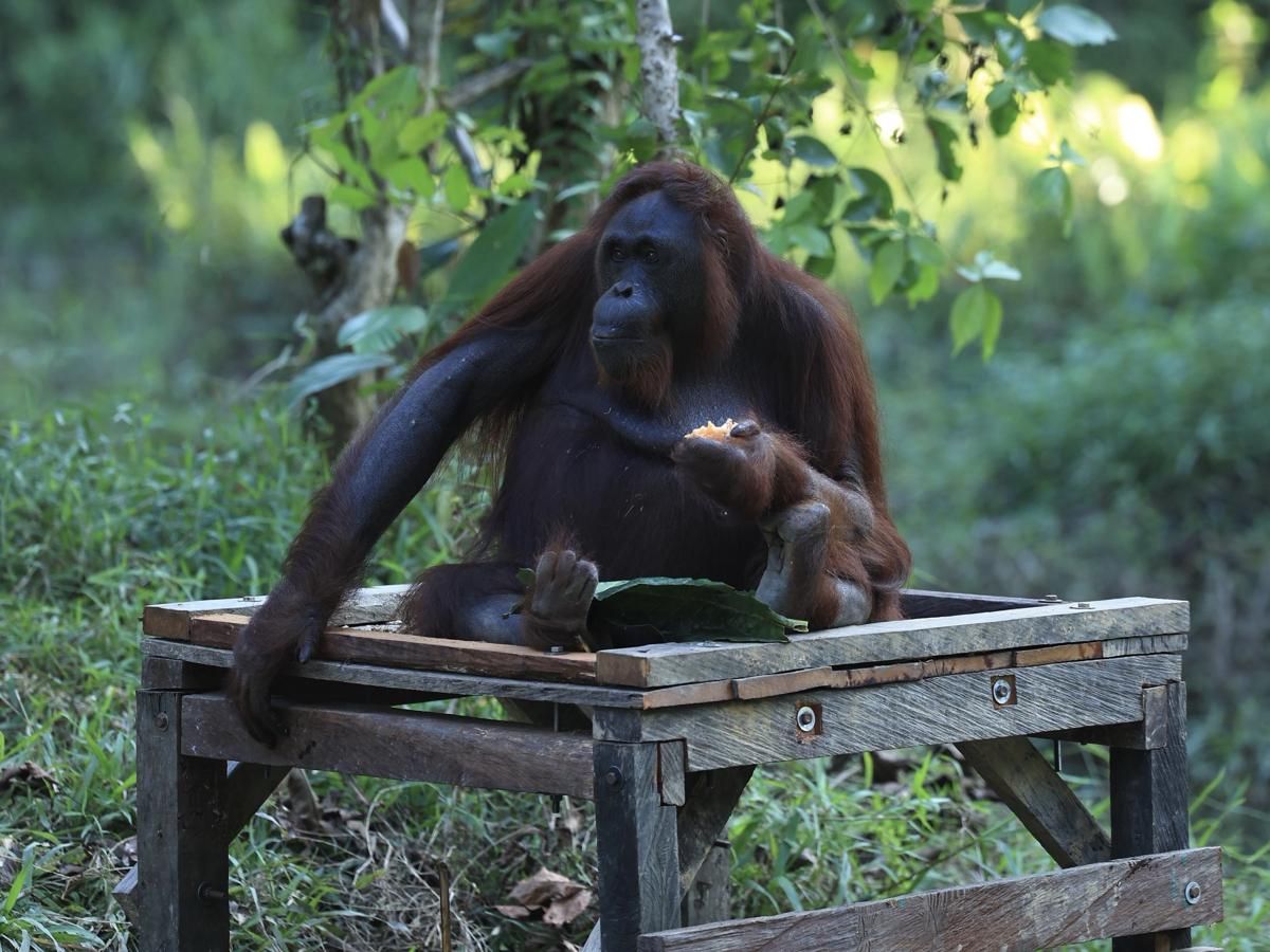 Pertamina Group Kembangkan Pusat Rehabilitasi Orang Utan di Kaltim