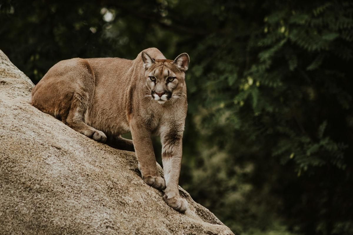 7 Fakta Puma, Pemburu Senyap dari Benua Amerika