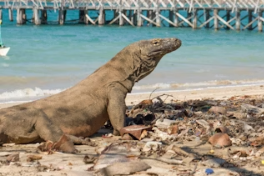 Potret Komodo Dragon di Pulau Komodo, Labuan Bajo (unsplash.com/vivienplac)