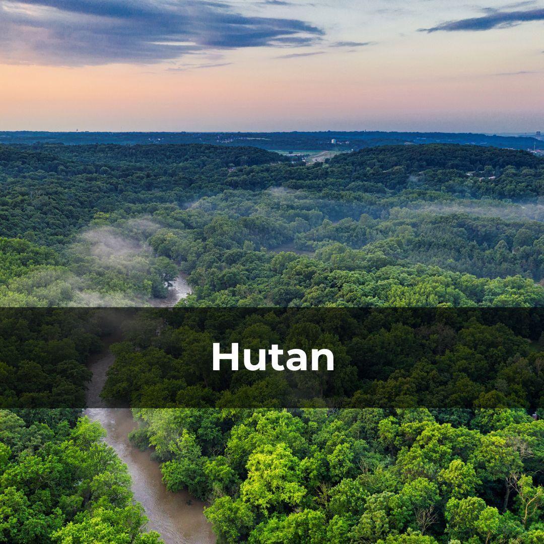 Potret pemandangan hutan