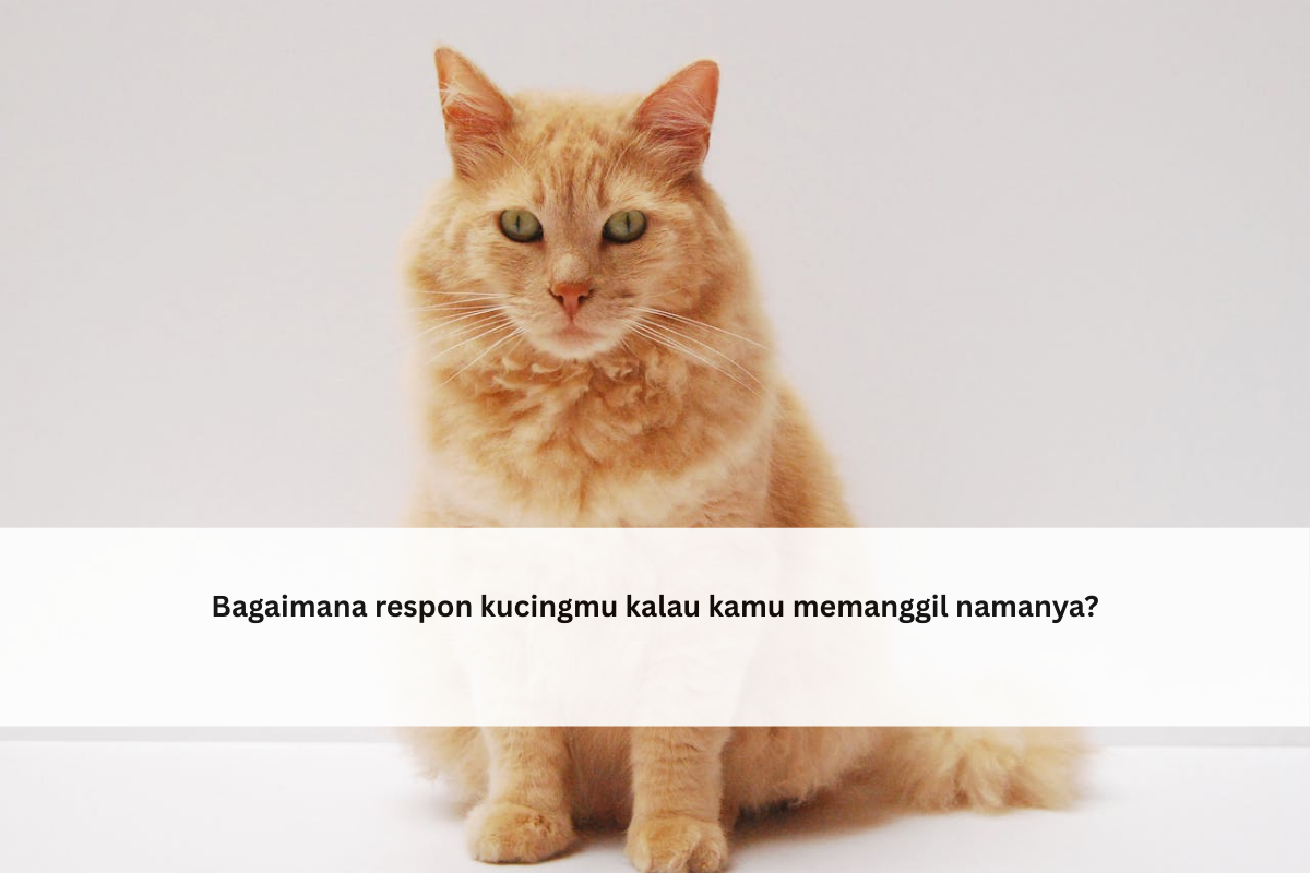 kucing