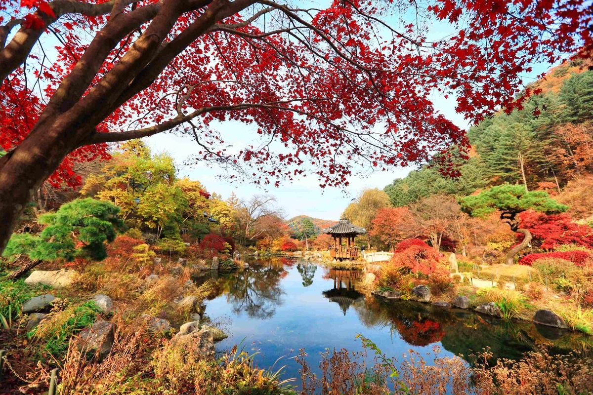Suasana musim gugur di The Garden of Morning Calm, Gapyeong, Korea Selatan