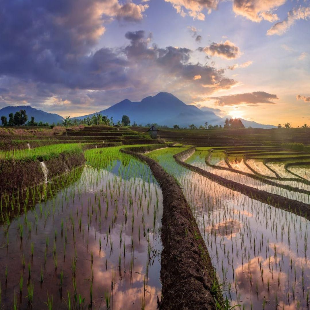 Potret pemandangan sawah di Bengkulu