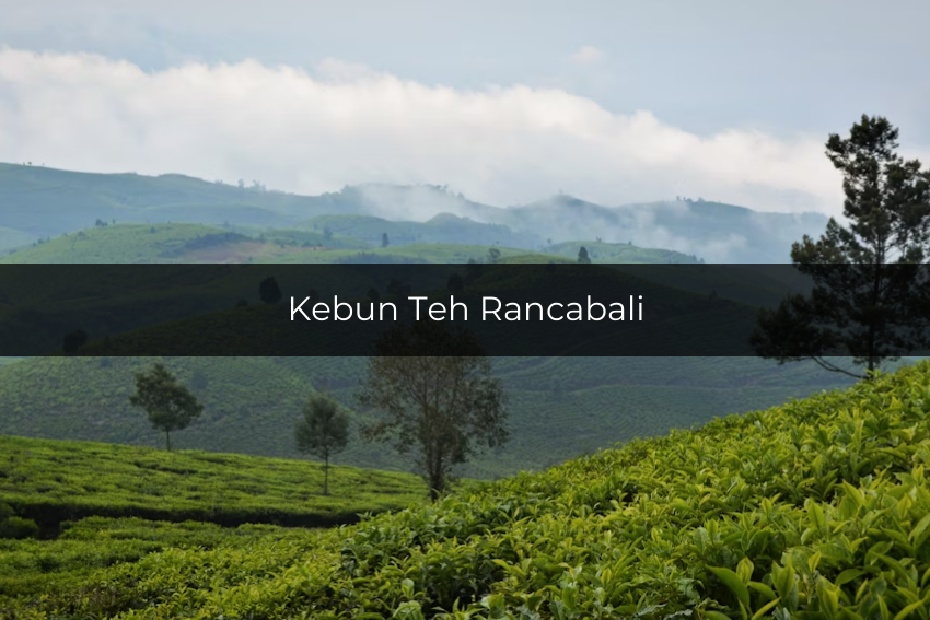 Potret kebun teh 