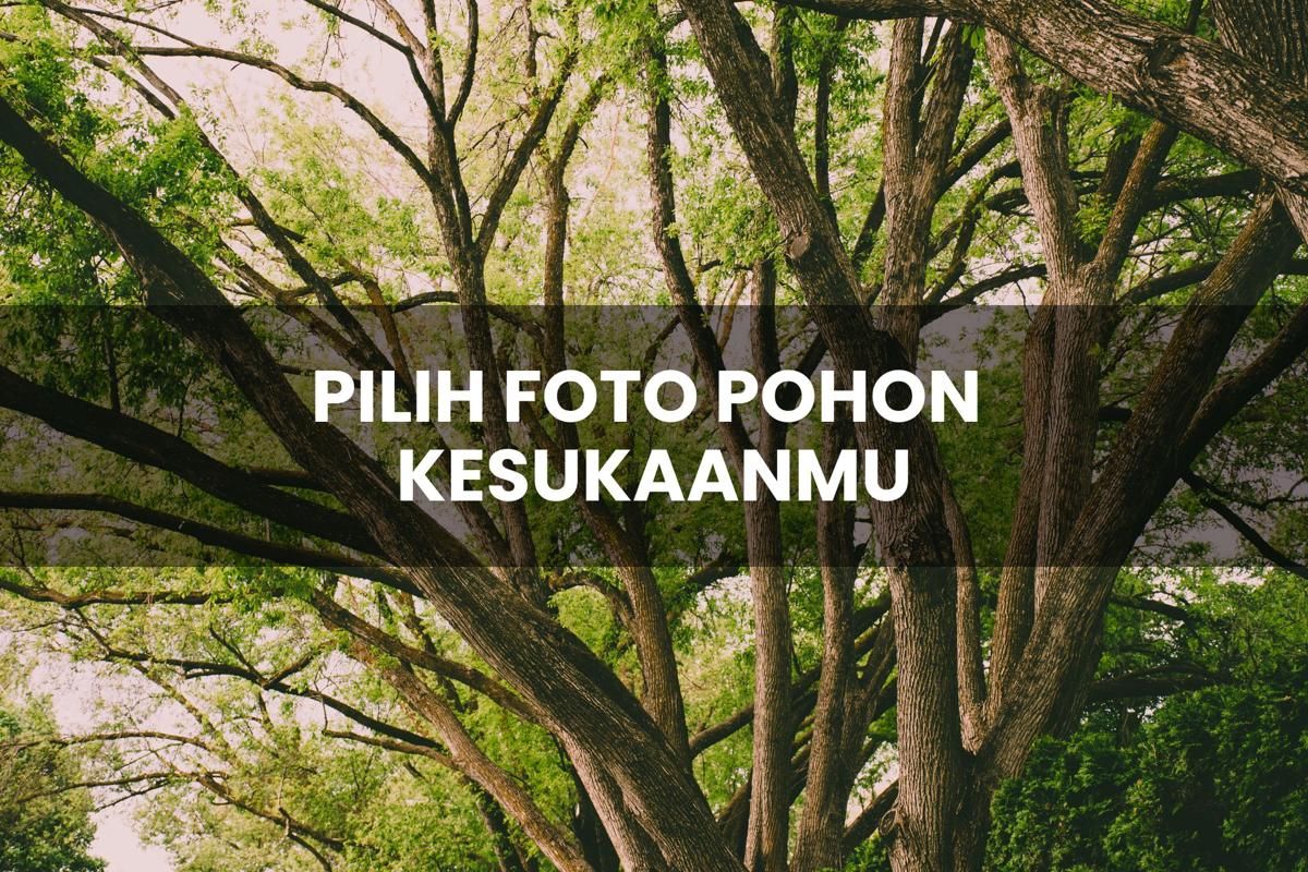 Kuis pilih foto pohon kesukaanmu