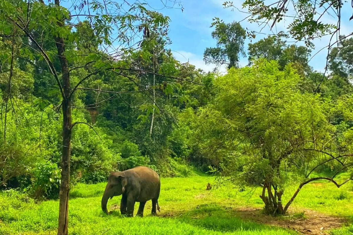 Tika, salah satu gajah yang ada di Sekolah Gajah Perangai