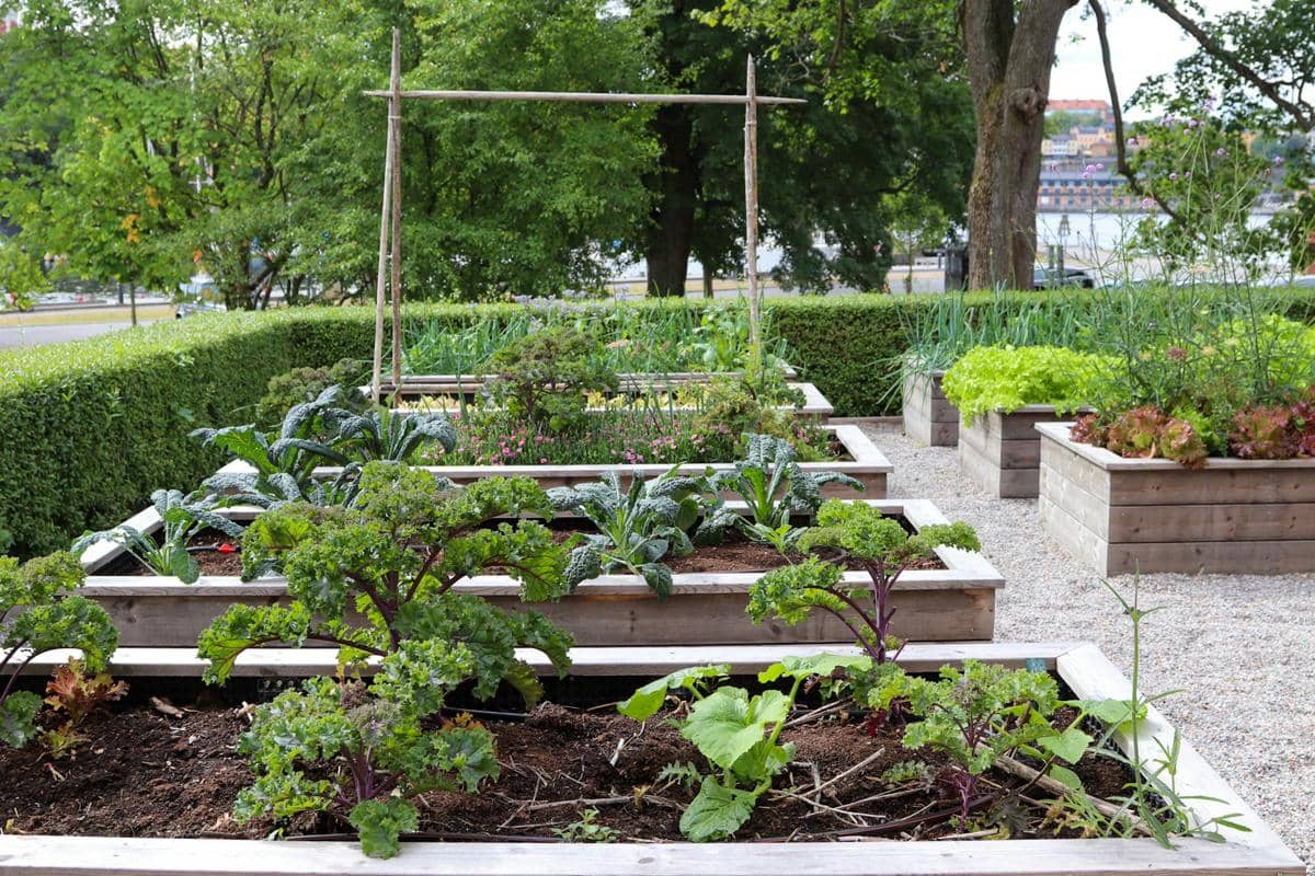 Kebun sayur di rumah